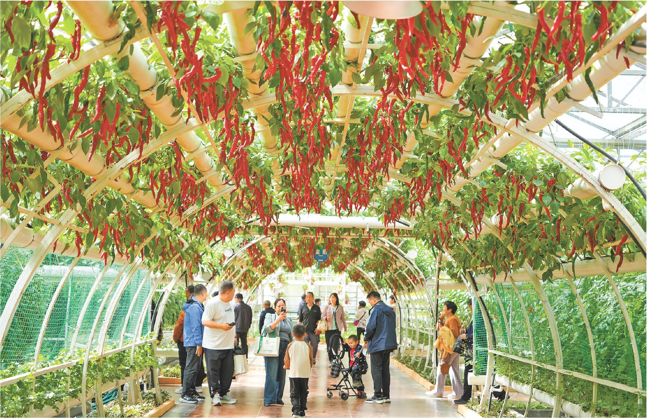 菜博会上看见未来农业模样