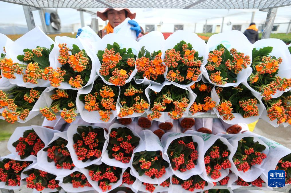 山东即墨：“花卉经济”助力乡村振兴